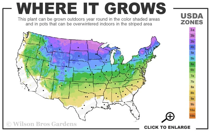 Poodle Tier Dwarf Alberta Spruce Topiary - 2 Gallon Pot - Image 3