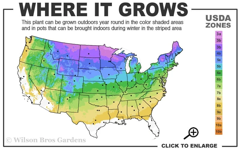 Green Giant Arborvitae - 7 Gallon Pot (5-6') - Image 3