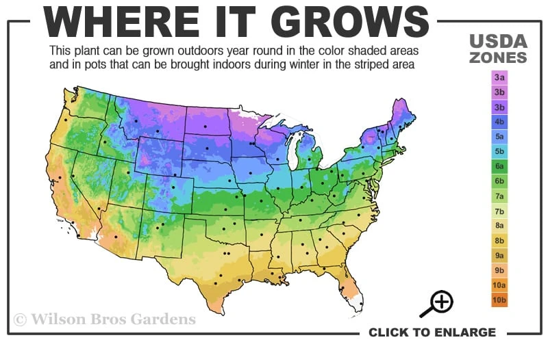 Kaizuka Twisted Juniper - 3 Gallon Pot - Image 3