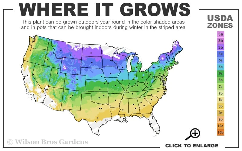 Mohican Arrowwood Viburnum - 6 Gallon Pot (4-5') - Image 3