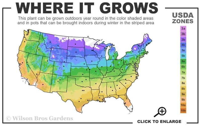 Flamingo Dappled Willow (Shrub Form) - 1 Gallon Pot - Image 3
