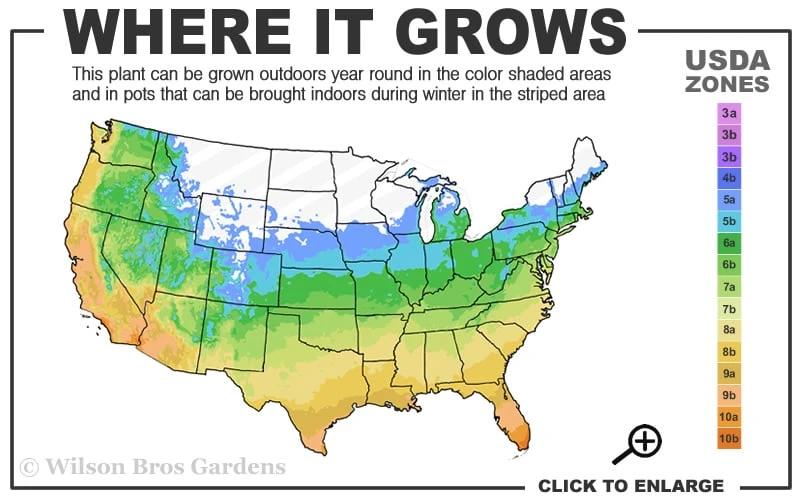 Oh My! Floribunda Tree Rose - 7 Gallon Pot - Image 3