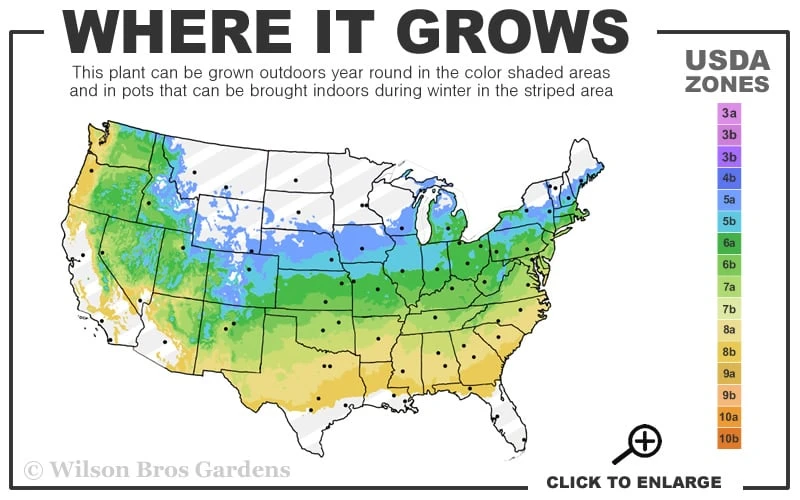 Summer Snowflake Viburnum - 6 Pack Of 1 Gallon Pots - Image 3