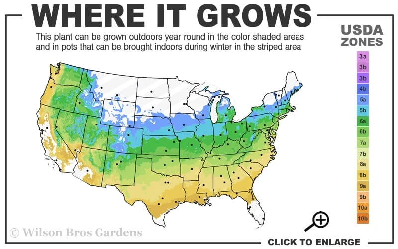 Yellow Bird Magnolia Tulip Tree - 1 Gallon Pot - Image 3