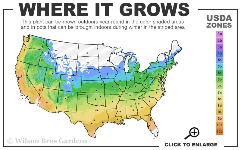 Magenta Chiffon Rose Of Sharon - Hibiscus Syriacus - 2 Gallon Pot - Image 3