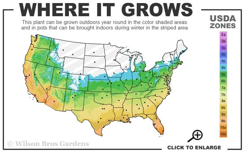 Claudia Wannamaker Southern Magnolia - 3 Gallon Pot - Image 3