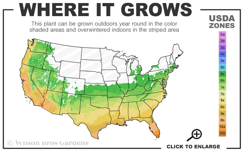 Flirt Dwarf Nandina - 6 Pack Of 1 Gallon Pots - Image 3