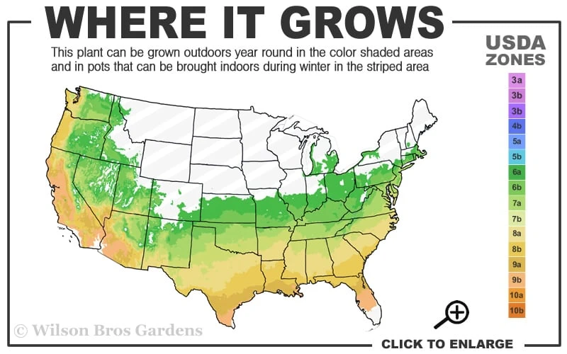 Tokyo Tower Chinese Fringe Tree (Chionanthus Retusus) - 7 Gallon Pot (5-6') - Image 3
