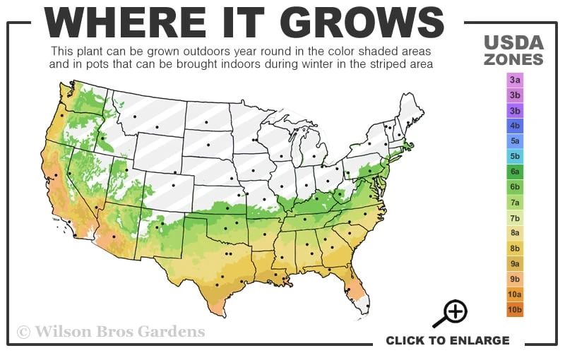 Big O Cold Hardy Eucalyptus Tree (Eucalyptus Neglecta) - 5 Gallon Pot (5-6') - Image 3