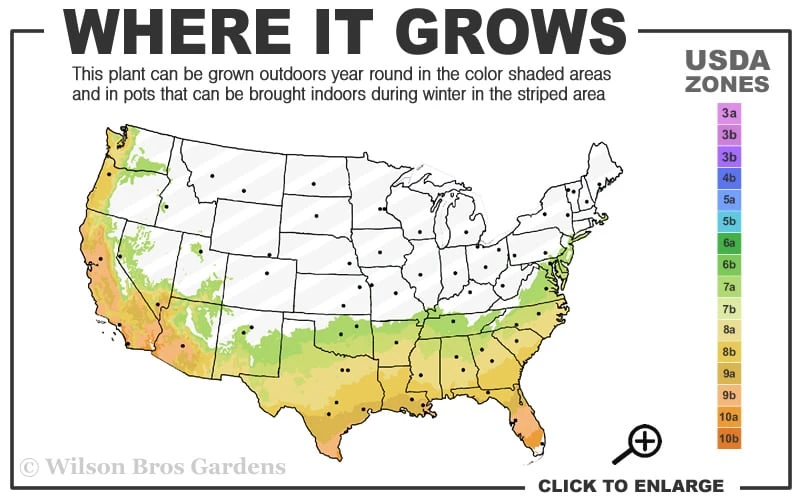 Deodar Cedar - 3 Gallon Pot - Image 3