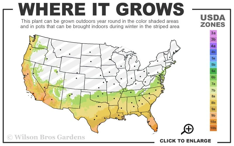 Romeo Variegated Cleyera Japonica - 2 Gallon Pot - Image 3