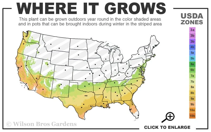 Snow Day Cold Hardy Eucalyptus Tree (Eucalyptus Gregsoniana) - 1 Gallon Pot - Image 3