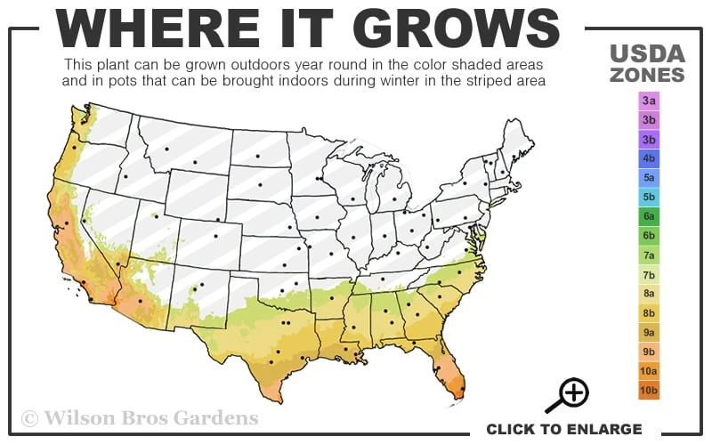 Windmill Cold Hardy Palm Tree - 7 Gallon Pot (3-4') - Image 3