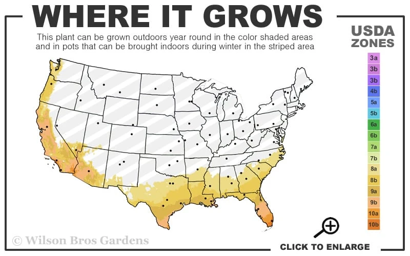 Variegated August Beauty Gardenia - 3 Gallon Pot - Image 3