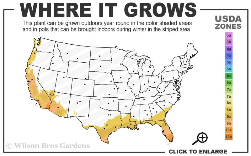 Red Cluster Bottlebrush Tree - 3 Gallon Pot - Image 3