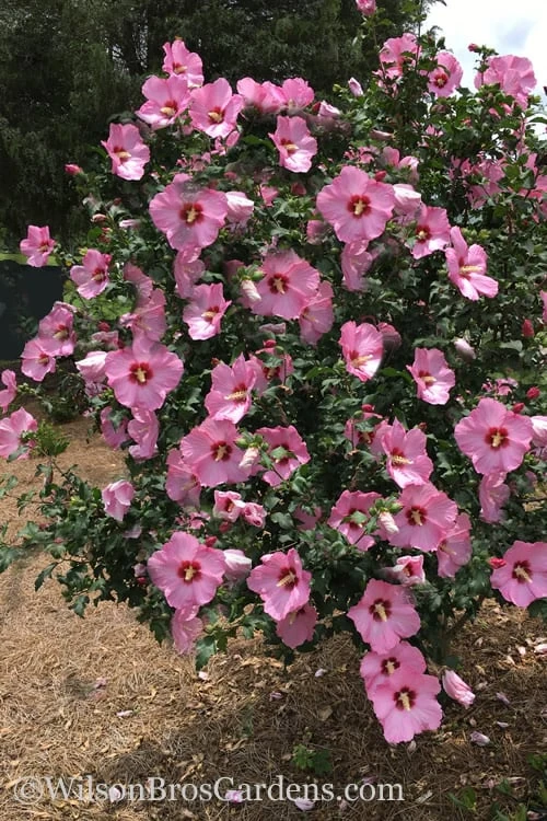 Aphrodite Rose Of Sharon (Althea / Hibiscus) - 6 Gallon Pot - Image 4