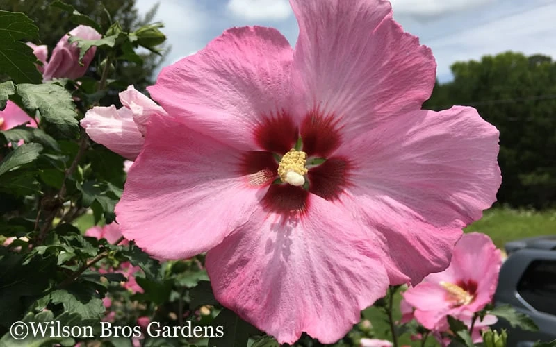 Aphrodite Rose Of Sharon (Althea / Hibiscus) - 6 Gallon Pot - Image 5