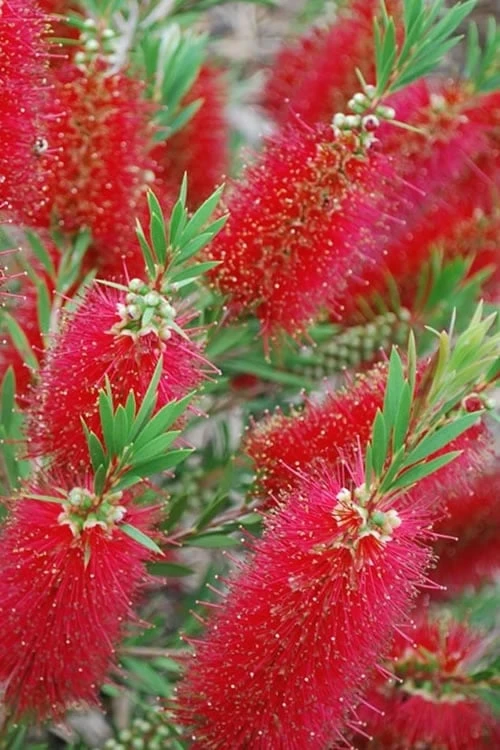 Red Cluster Bottlebrush Tree - 3 Gallon Pot - Image 5