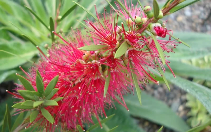 Woodlanders Cold Hardy Red Bottlebrush - Callistemon - 1 Gallon Pot - Image 5