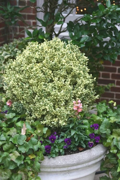 Dwarf Variegated Boxwood - 6 Pack Of 1 Gallon Pots
