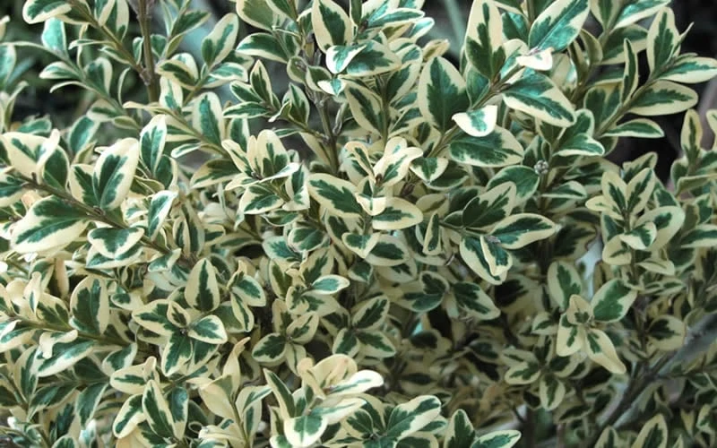 Dwarf Variegated Boxwood - 6 Pack Of 1 Gallon Pots - Image 6