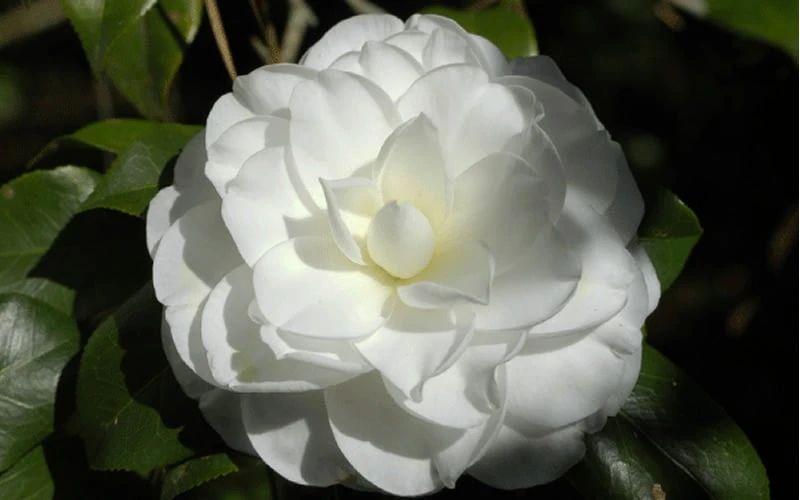 Alba Plena Camellia Japonica - 3 Gallon Pot - Image 4