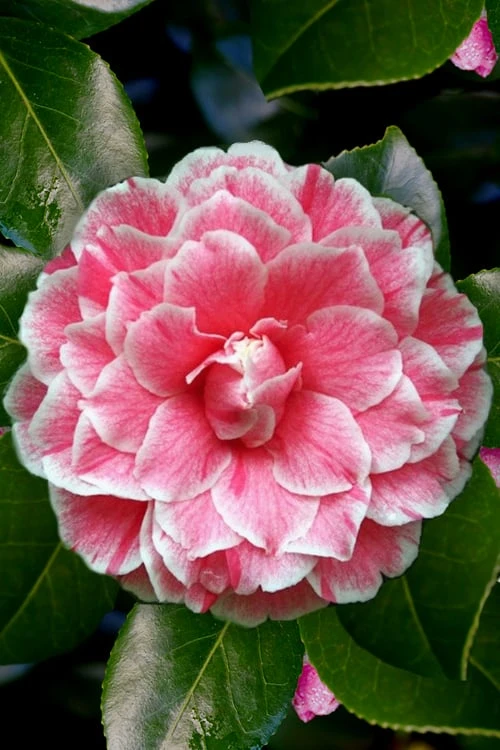 Brilliant Gem Fragrant Camellia Japonica - Herme - 3 Gallon Pot - Image 5