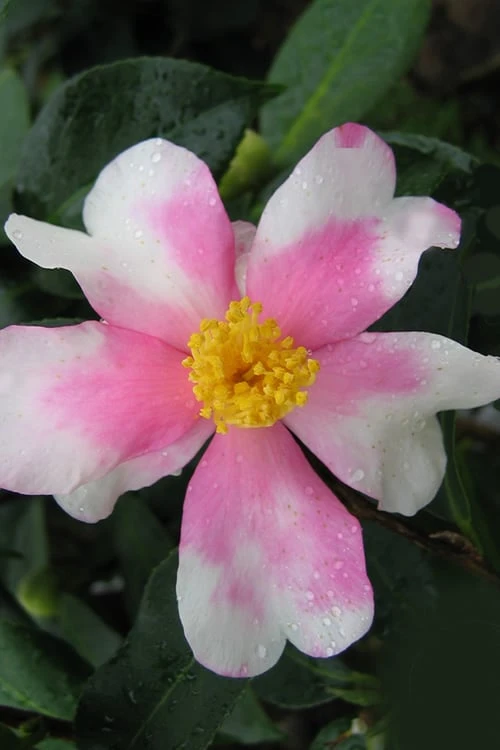 Yume Camellia Sasanqua - 3 Gallon Pot - Image 6