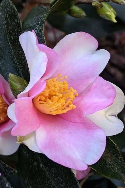 Yume Camellia Sasanqua - 3 Gallon Pot - Image 5