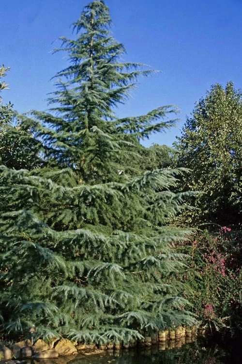Deodar Cedar Tree - 1 Gallon Pot - Image 5