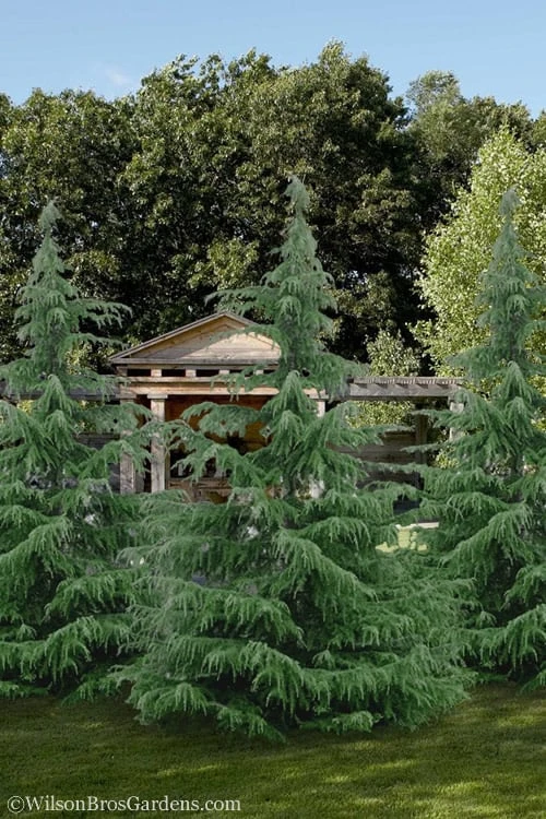 Deodar Cedar Tree - 1 Gallon Pot - Image 4