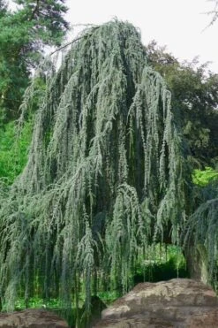 Weeping Blue Atlas Cedar - 5 Gallon Pot