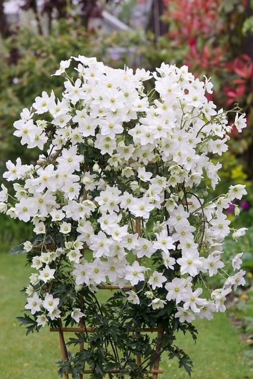 Avalanche Evergreen Clematis - 2 Gallon Pot - Image 9
