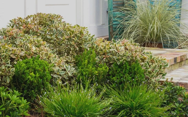 Juliet Cleyera Japonica - 2 Gallon Pot - Image 4