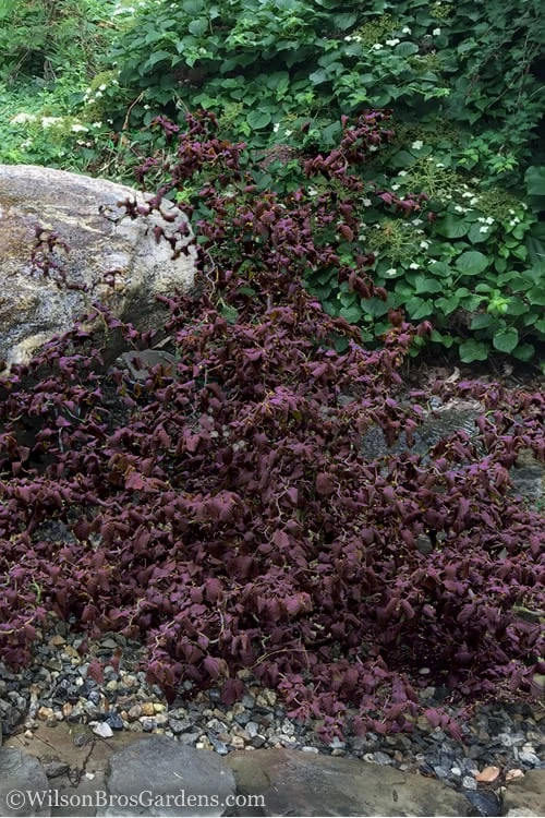 Red Dragon Contorted Filbert (Corylus Avellena) - 7 Gallon Pot - Image 3