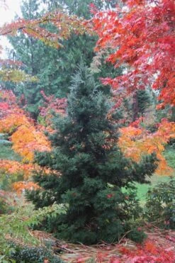 Black Dragon Cryptomeria - Japanese Cedar - 3 Gallon Pot