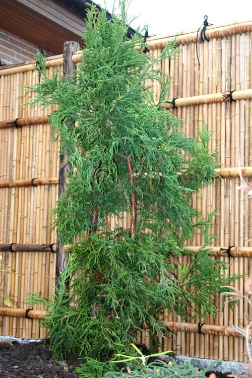 Rasen Sugi Cryptomeria Japanese Cedar - 3 Gallon Pot - Image 7