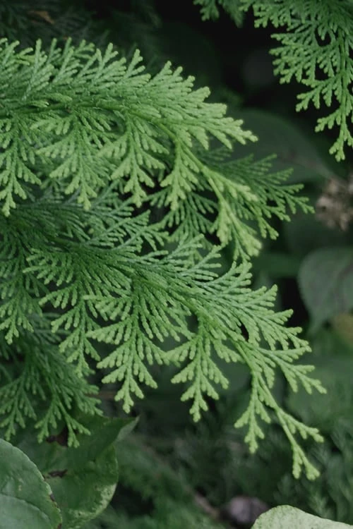 Southern Lace Hinoki Cypress - 1 Gallon Pot - Image 4