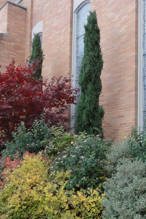 Italian Cypress - 1 Gallon Pot - Image 4