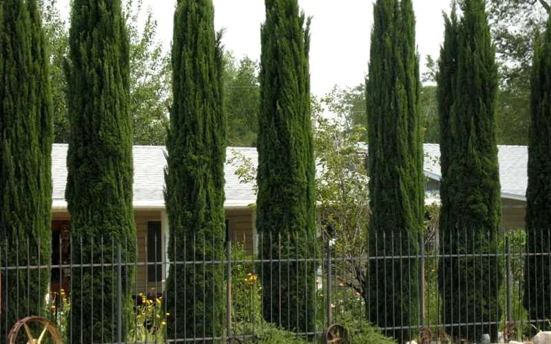Italian Cypress - 1 Gallon Pot - Image 5