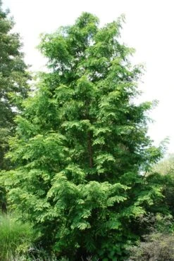 Dawn Redwood Tree (Metasequoia Glyptostroboides) - 3 Gallon Pot