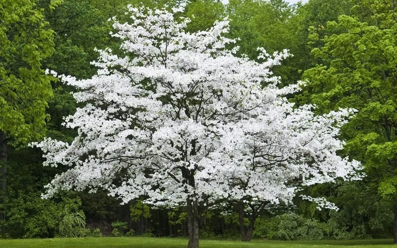 Jean's Appalachian Snow White Dogwood Tree - 7 Gallon Pot (4-5') - Image 5