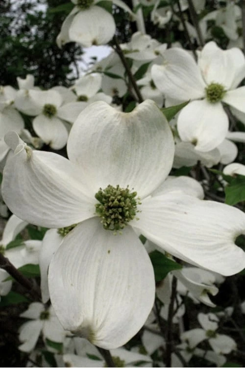 Jean's Appalachian Snow White Dogwood Tree - 7 Gallon Pot (4-5') - Image 6