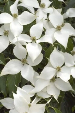 White Kousa Chinese Dogwood - Cornus Kousa - 5 Gallon Pot (5-6')