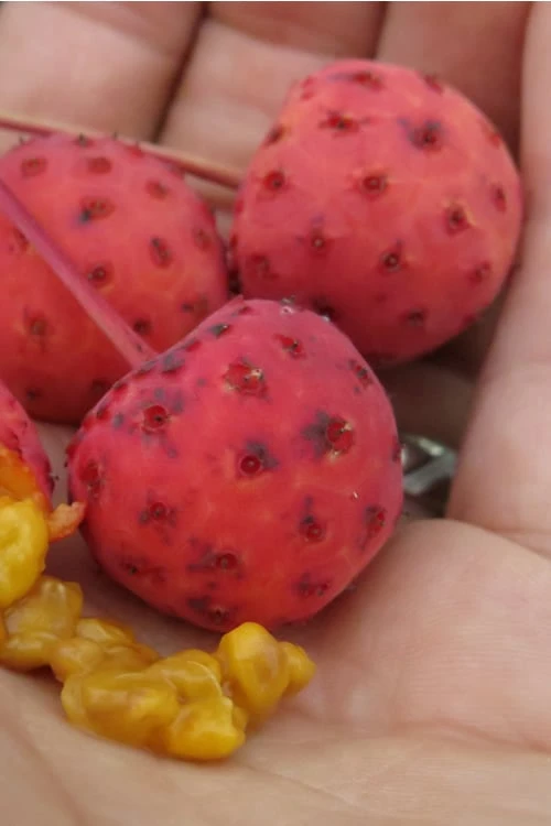 Scarlet Fire Dogwood - Cornus Kousa - 7 Gallon Pot (5-6') - Image 8