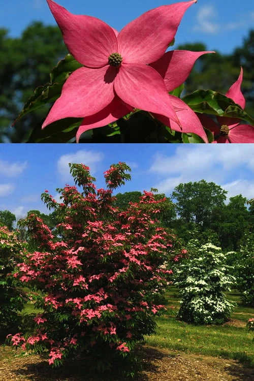 Scarlet Fire Dogwood - Cornus Kousa - 7 Gallon Pot (5-6') - Image 6