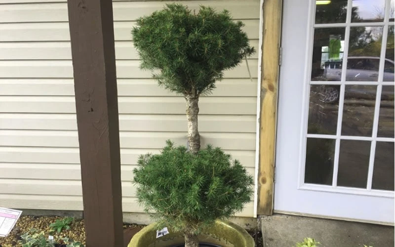 Poodle Tier Dwarf Alberta Spruce Topiary - 2 Gallon Pot - Image 4