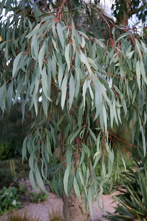 Angus Cold Hardy Eucalyptus Tree (Eucalyptus Nicholii) - 5 Gallon Pot - Image 8