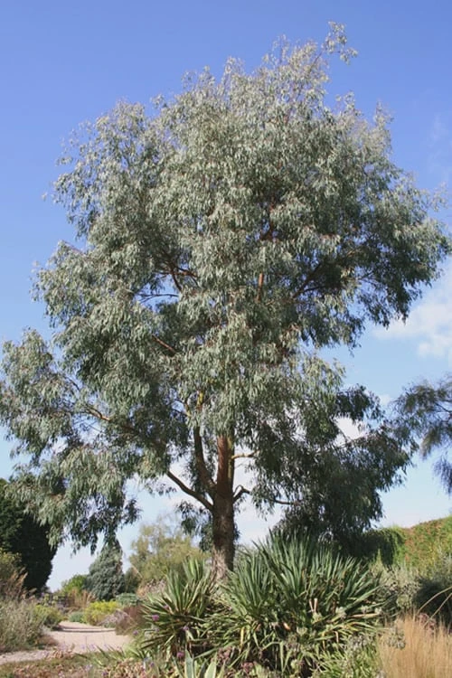 Angus Cold Hardy Eucalyptus Tree (Eucalyptus Nicholii) - 1 Gallon Pot - Image 7