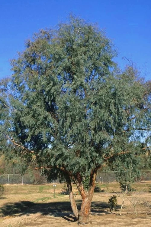 Angus Cold Hardy Eucalyptus Tree (Eucalyptus Nicholii) - 5 Gallon Pot - Image 4